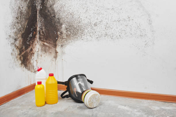 Best Residential Mold Remediation in Southern Pines, NC