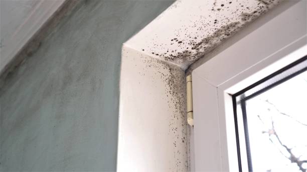 Best Mold Testing and Inspection Services in Southern Pines, NC