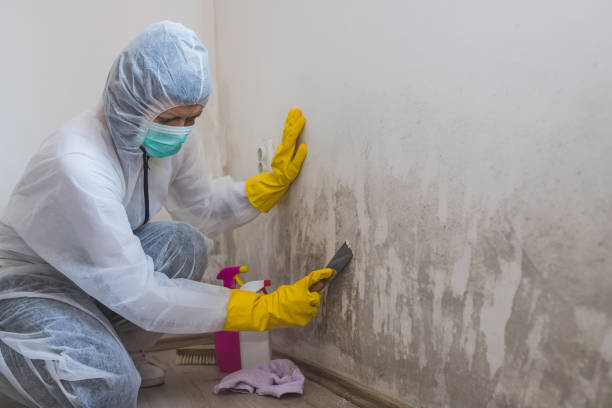 Best Mold Remediation for Specific Building Types in Southern Pines, NC