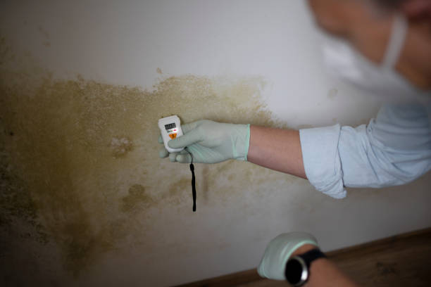 Best Residential Mold Remediation in Southern Pines, NC