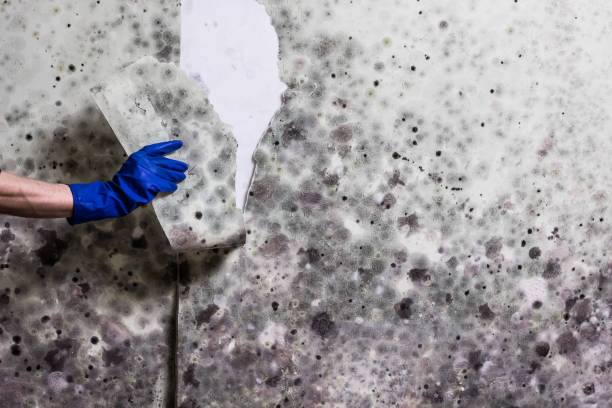 Best Health and Safety Mold Remediation in Southern Pines, NC